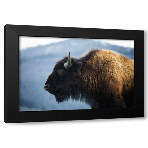 Bison V, Lamar Valley, Yellowstone National Park Black Modern Wood Framed Art Print with Double Matting by The Yellowstone Collection