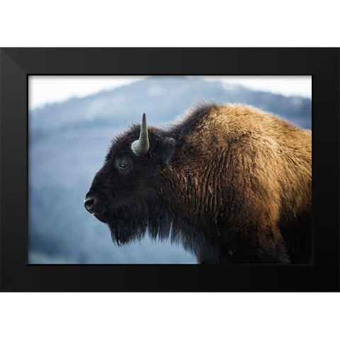 Bison V, Lamar Valley, Yellowstone National Park Black Modern Wood Framed Art Print by The Yellowstone Collection