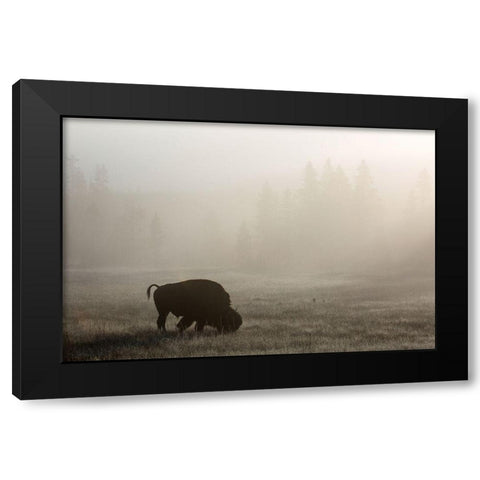Bison, Lower Geyser Basin, Yellowstone National Park Black Modern Wood Framed Art Print with Double Matting by The Yellowstone Collection
