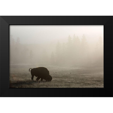 Bison, Lower Geyser Basin, Yellowstone National Park Black Modern Wood Framed Art Print by The Yellowstone Collection