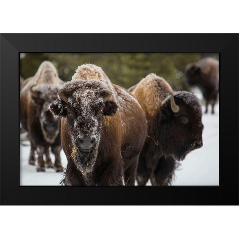 Bison, Norris Geyser Basin, Yellowstone National Park Black Modern Wood Framed Art Print by The Yellowstone Collection