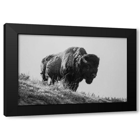 Bison, Yellowstone National Park Black Modern Wood Framed Art Print with Double Matting by Restivo, David