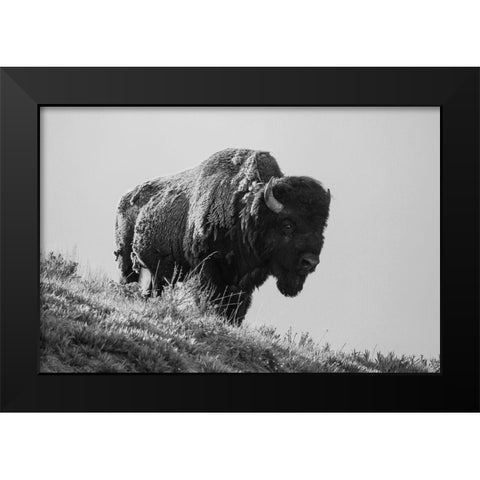Bison, Yellowstone National Park Black Modern Wood Framed Art Print by Restivo, David