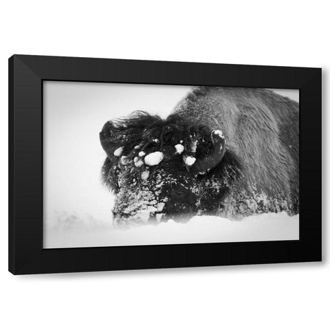 Close up of bison, Yellowstone National Park Black Modern Wood Framed Art Print with Double Matting by Herbert, Neal
