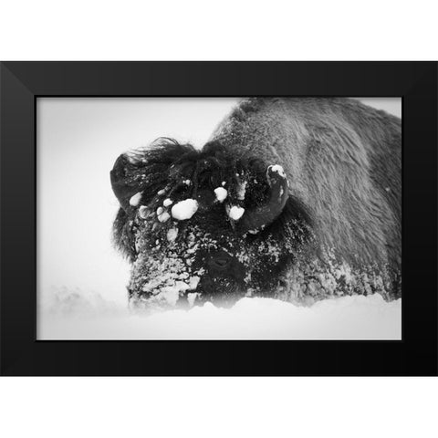 Close up of bison, Yellowstone National Park Black Modern Wood Framed Art Print by Herbert, Neal