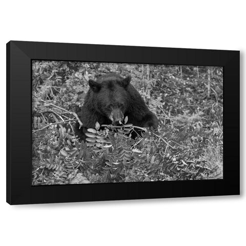 Black Bear near the Mammoth to Tower Road, Yellowstone National Park Black Modern Wood Framed Art Print with Double Matting by Peaco, Jim