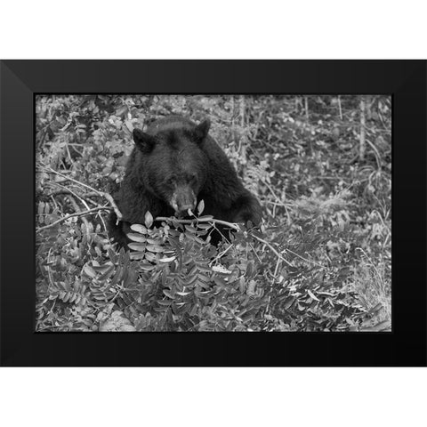 Black Bear near the Mammoth to Tower Road, Yellowstone National Park Black Modern Wood Framed Art Print by Peaco, Jim