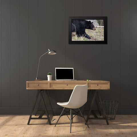 Black Bear, Yellowstone National Park Black Modern Wood Framed Art Print by The Yellowstone Collection