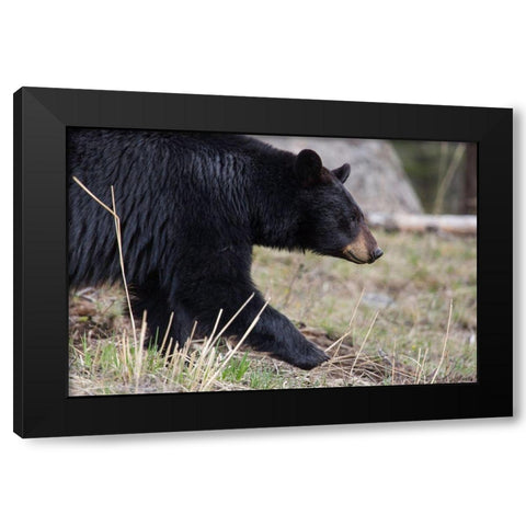 Black Bear, Yellowstone National Park Black Modern Wood Framed Art Print with Double Matting by The Yellowstone Collection