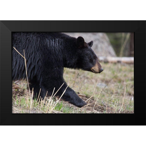 Black Bear, Yellowstone National Park Black Modern Wood Framed Art Print by The Yellowstone Collection