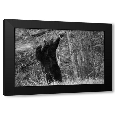 Black Bear near Phantom Lake, Yellowstone National Park Black Modern Wood Framed Art Print by The Yellowstone Collection