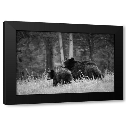 Black Bear Sow with Cub, Tower Fall, Yellowstone National Park Black Modern Wood Framed Art Print by The Yellowstone Collection