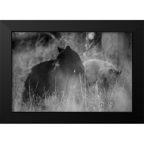 Black Bear Sow with Cub, Tower Fall, Yellowstone National Park Black Modern Wood Framed Art Print by The Yellowstone Collection