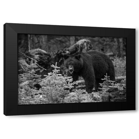 Black Bear, Yellowstone National Park Black Modern Wood Framed Art Print with Double Matting by The Yellowstone Collection