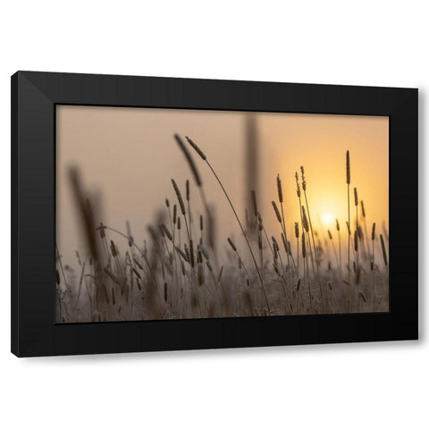 Backlit Grasses at Sunrise, Yellowstone National Park Black Modern Wood Framed Art Print by The Yellowstone Collection