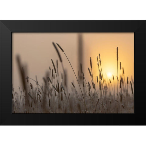 Backlit Grasses at Sunrise, Yellowstone National Park Black Modern Wood Framed Art Print by The Yellowstone Collection