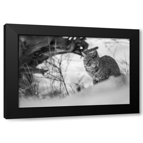 Bobcat along the Madison River, Yellowstone National Park Black Modern Wood Framed Art Print with Double Matting by The Yellowstone Collection