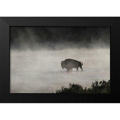 Bull Bison crossing Yellowstone River, Yellowstone National Park Black Modern Wood Framed Art Print by Peaco, Jim