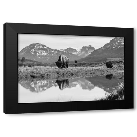 Bull Bison Graze in Lamar Valley, Yellowstone National Park Black Modern Wood Framed Art Print with Double Matting by Frank, Jacob W.