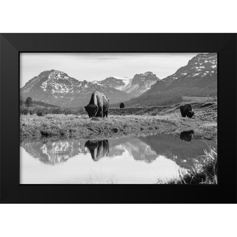 Bull Bison Graze in Lamar Valley, Yellowstone National Park Black Modern Wood Framed Art Print by Frank, Jacob W.