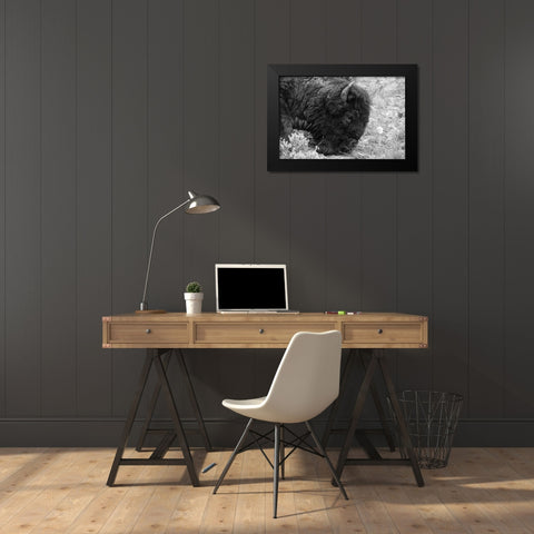 Bull Bison Graze in Lamar Valley, Yellowstone National Park Black Modern Wood Framed Art Print by Frank, Jacob W.