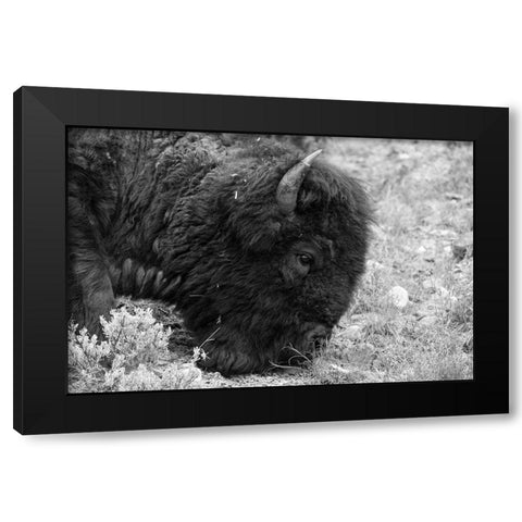 Bull Bison Graze in Lamar Valley, Yellowstone National Park Black Modern Wood Framed Art Print with Double Matting by Frank, Jacob W.