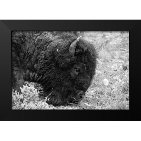 Bull Bison Graze in Lamar Valley, Yellowstone National Park Black Modern Wood Framed Art Print by Frank, Jacob W.