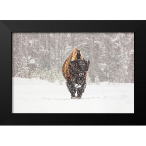 Bull Bison during a Snow Storm, Yellowstone National Park Black Modern Wood Framed Art Print by Frank, Jacob W.