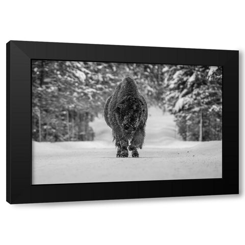 Bull Bison near Fishing Bridge, Yellowstone National Park Black Modern Wood Framed Art Print with Double Matting by The Yellowstone Collection