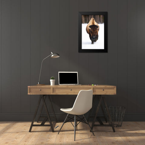 Bull Bison near Midway Geyser Basin, Yellowstone National Park Black Modern Wood Framed Art Print by The Yellowstone Collection