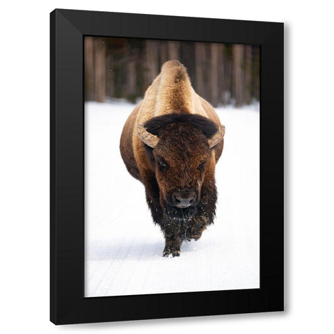 Bull Bison near Midway Geyser Basin, Yellowstone National Park Black Modern Wood Framed Art Print with Double Matting by The Yellowstone Collection