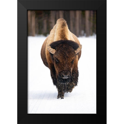 Bull Bison near Midway Geyser Basin, Yellowstone National Park Black Modern Wood Framed Art Print by The Yellowstone Collection