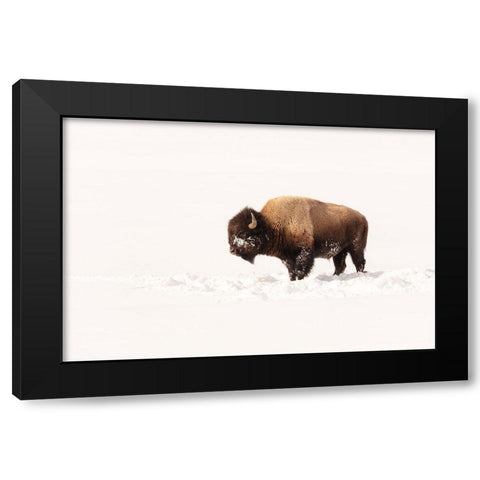 Bull Bison on a Winter Day, Yellowstone National Park Black Modern Wood Framed Art Print with Double Matting by The Yellowstone Collection