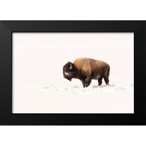 Bull Bison on a Winter Day, Yellowstone National Park Black Modern Wood Framed Art Print by The Yellowstone Collection