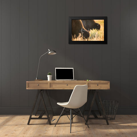 Bull Bison, Blacktail Deer Plateau, Yellowstone National Park Black Modern Wood Framed Art Print by The Yellowstone Collection