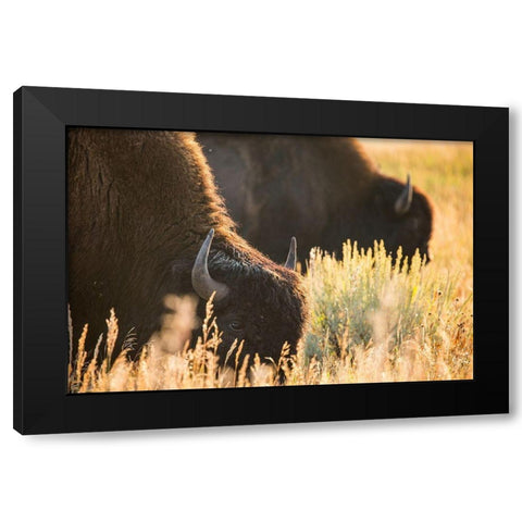 Bull Bison, Blacktail Deer Plateau, Yellowstone National Park Black Modern Wood Framed Art Print with Double Matting by The Yellowstone Collection