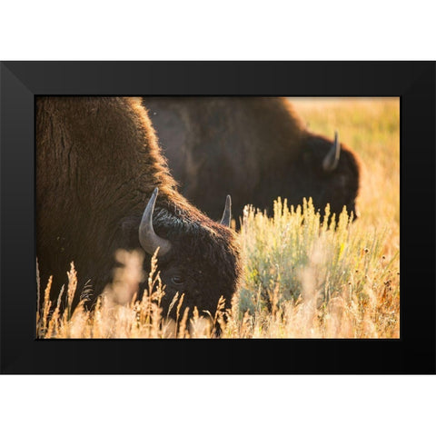 Bull Bison, Blacktail Deer Plateau, Yellowstone National Park Black Modern Wood Framed Art Print by The Yellowstone Collection