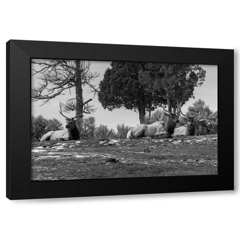 Bull Elk at Mammoth Hot Springs, Yellowstone National Park Black Modern Wood Framed Art Print with Double Matting by Renkin, Diane