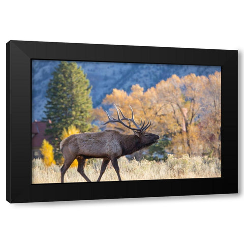 Bull Elk Bugling, Mammoth Hot Springs, Yellowstone National Park Black Modern Wood Framed Art Print by The Yellowstone Collection