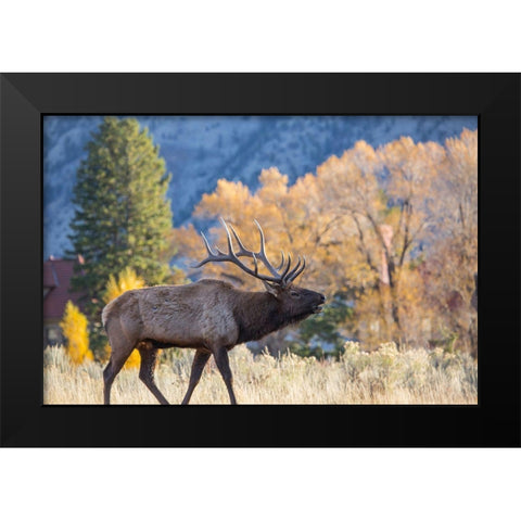 Bull Elk Bugling, Mammoth Hot Springs, Yellowstone National Park Black Modern Wood Framed Art Print by The Yellowstone Collection