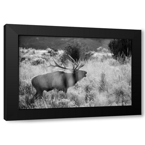 Bull Elk Bugling, Mammoth Hot Springs, Yellowstone National Park Black Modern Wood Framed Art Print by The Yellowstone Collection