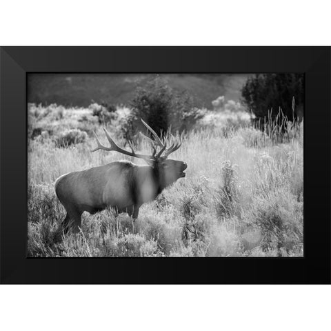 Bull Elk Bugling, Mammoth Hot Springs, Yellowstone National Park Black Modern Wood Framed Art Print by The Yellowstone Collection