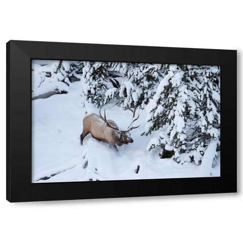 Bull Elk by Obsidian Creek, Yellowstone National Park Black Modern Wood Framed Art Print with Double Matting by Peaco, Jim