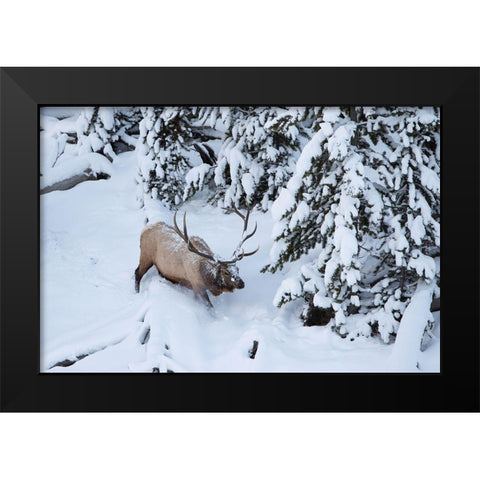 Bull Elk by Obsidian Creek, Yellowstone National Park Black Modern Wood Framed Art Print by Peaco, Jim