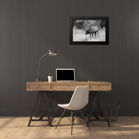 Bull Elk Grazing in Mammoth Hot Springs, Yellowstone National Park Black Modern Wood Framed Art Print by The Yellowstone Collection