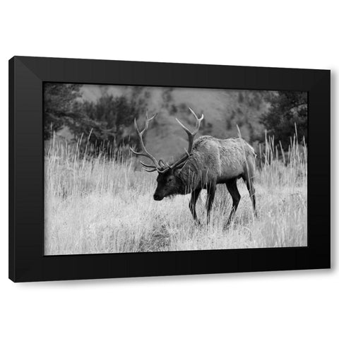 Bull Elk Grazing in Mammoth Hot Springs, Yellowstone National Park Black Modern Wood Framed Art Print by The Yellowstone Collection