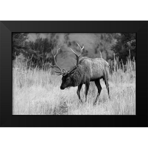 Bull Elk Grazing in Mammoth Hot Springs, Yellowstone National Park Black Modern Wood Framed Art Print by The Yellowstone Collection