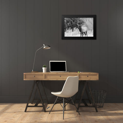 Bull Elk in Mammoth Hot Springs, Yellowstone National Park Black Modern Wood Framed Art Print by The Yellowstone Collection