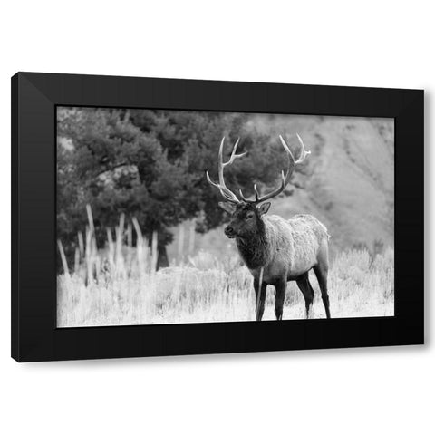Bull Elk in Mammoth Hot Springs, Yellowstone National Park Black Modern Wood Framed Art Print with Double Matting by The Yellowstone Collection