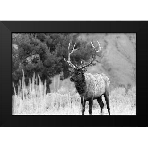 Bull Elk in Mammoth Hot Springs, Yellowstone National Park Black Modern Wood Framed Art Print by The Yellowstone Collection